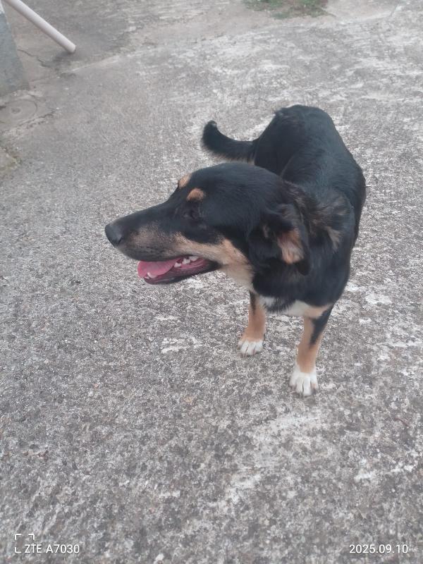 😍ZOE splendida cucciola cerca la sua famiglia 🏠 Foto 3